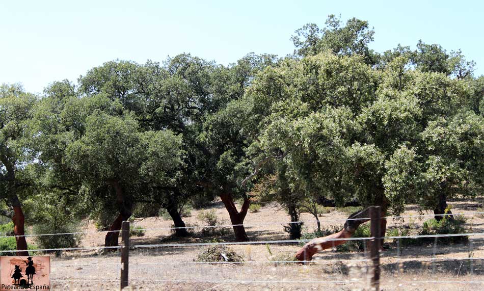 Parque natural de Los Alcornocales